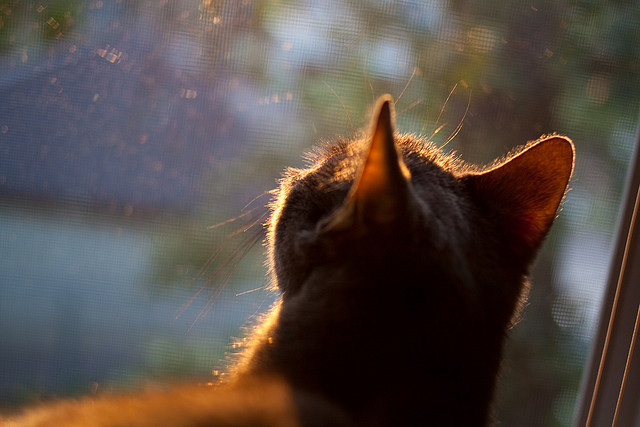 当篮球场燃起欧冠硝烟，德罗赞的淘汰赛之夜与伟大证明
