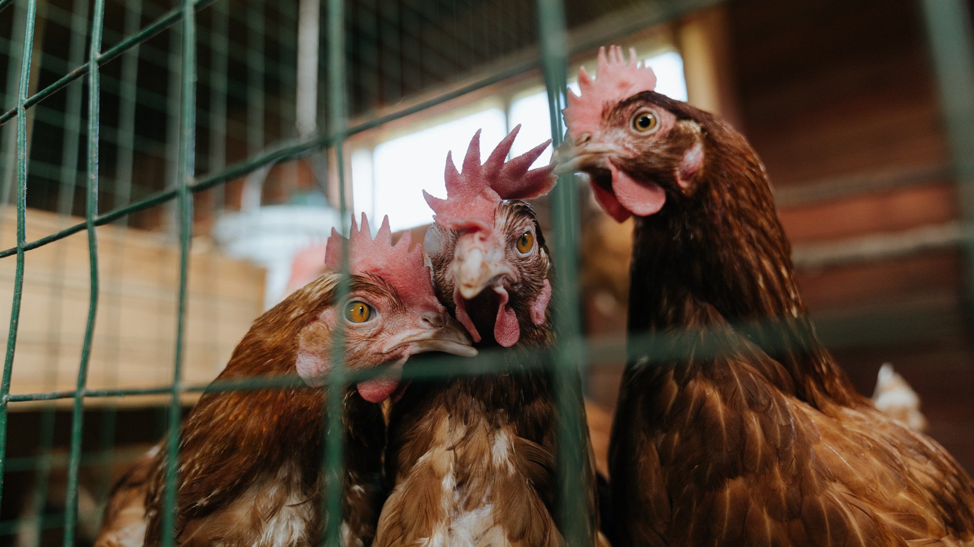 乔治关键制胜!北京队主场横扫步行者取得历史性胜利