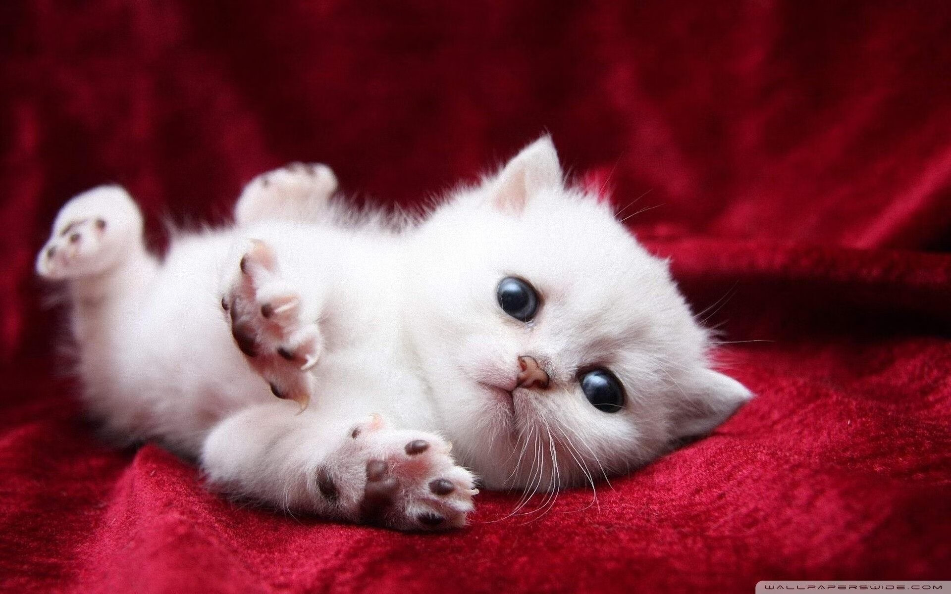 奥运前夜的命运三分，广东险胜篮网，杜润旺压哨闯入国家队视野