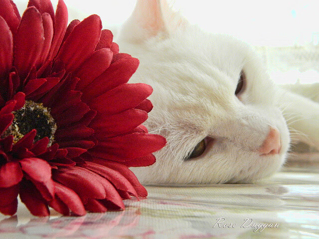 开云体育入口-冰与火之歌，奥亚尔萨瓦尔点燃的火焰，与冰岛冲垮钢铁巨人的启示