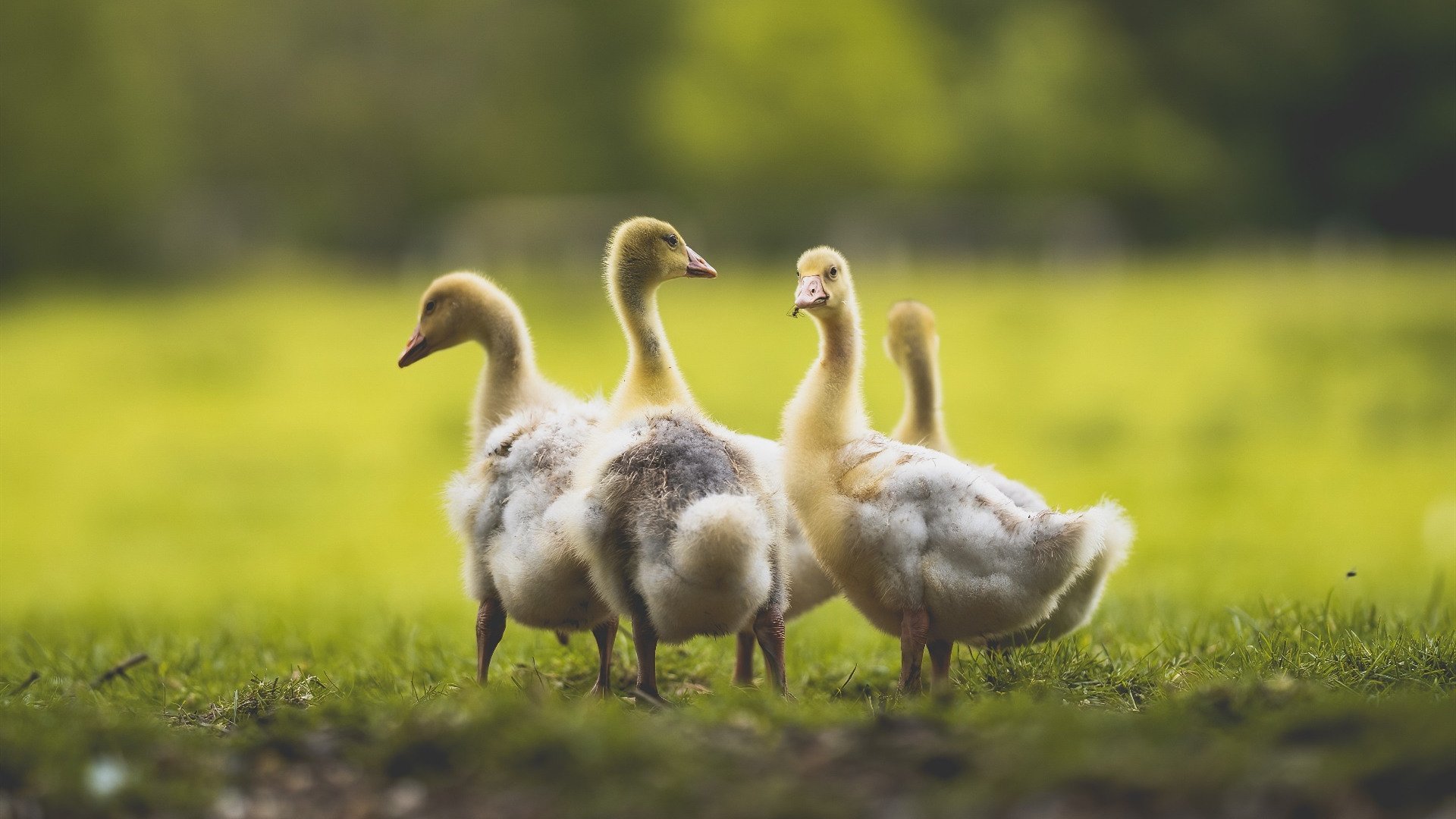 开云下载-赛道在脚下,卡马文加如何把绿茵场开成F1街道赛