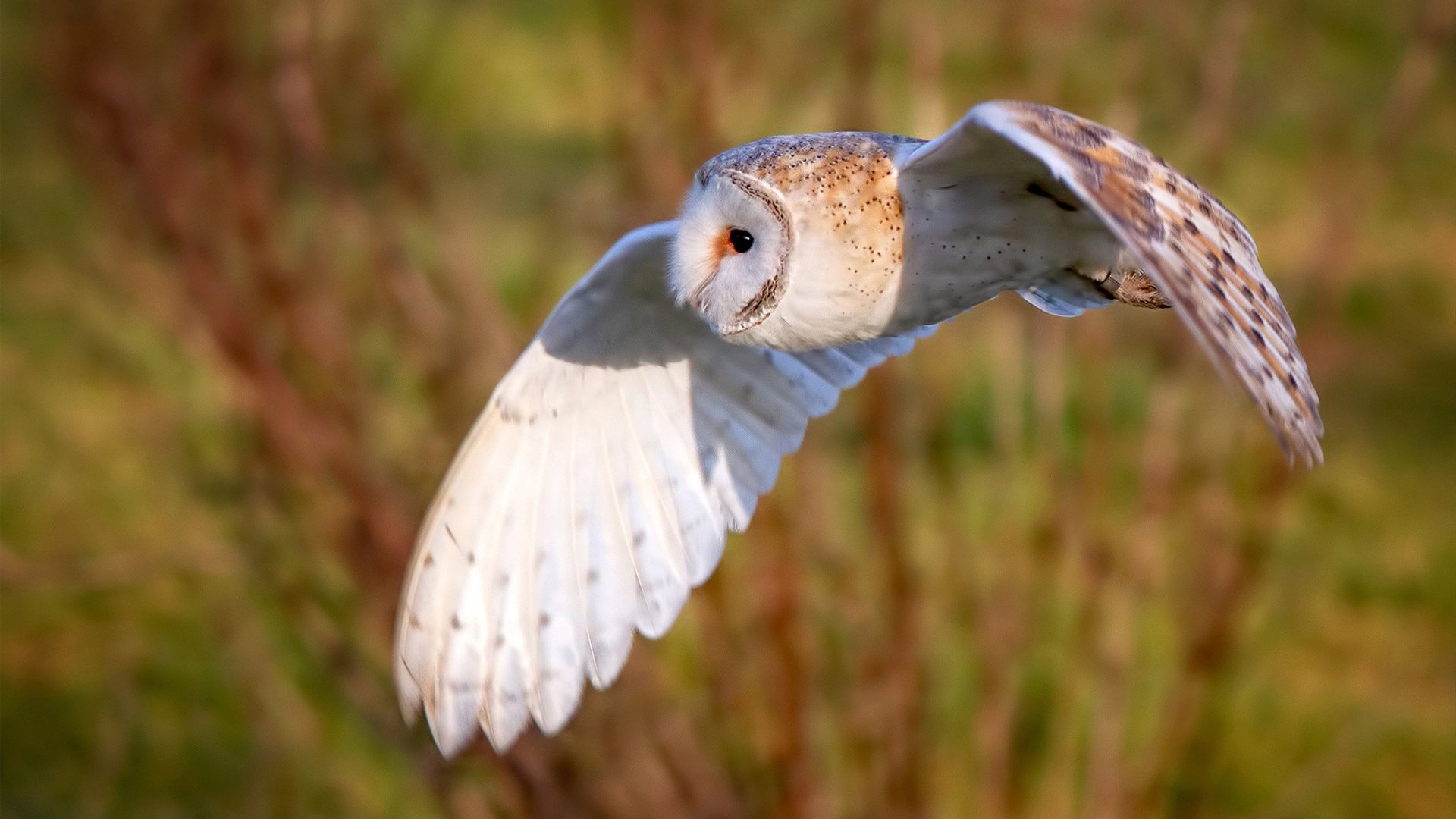 当拜仁对上奥地利,一场因误认国旗引发的足球趣谈