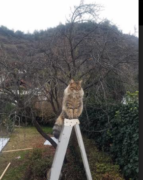 哈登的钥匙，打开胜利之门的巨星光辉