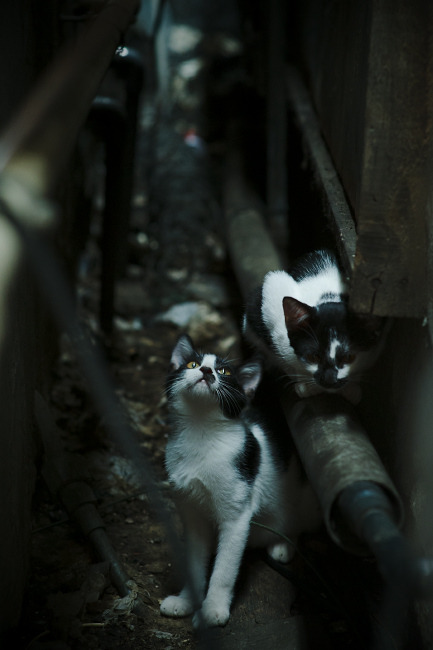 当欧冠遇上NBA，骑士爆冷火箭，篮球场上的半决赛焦点战