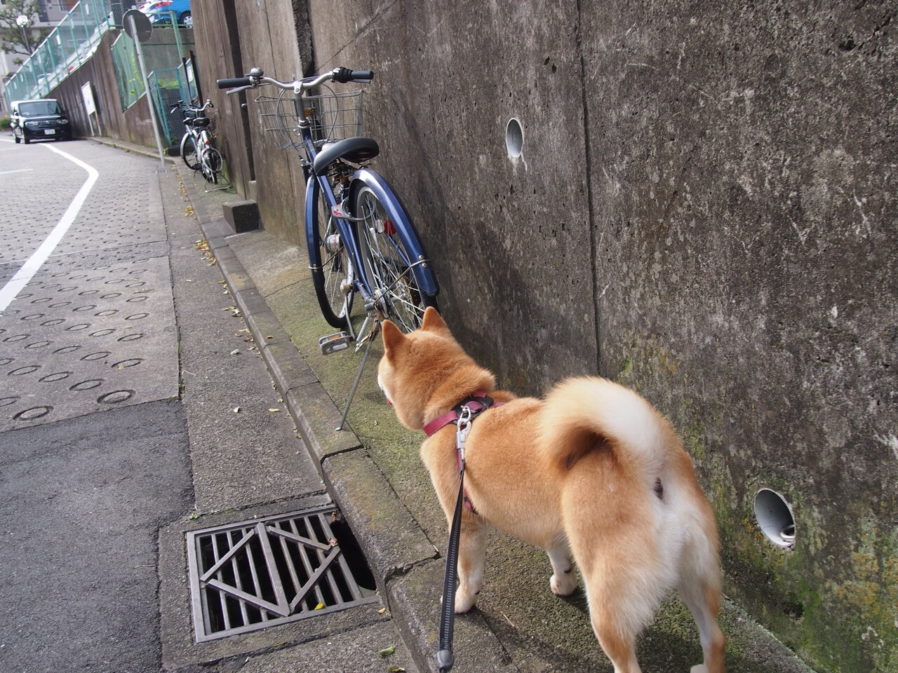 开云体育平台APP-绿茵革命，黄喜灿数据引爆亚洲风暴，阿尔及利亚终结新西兰神话