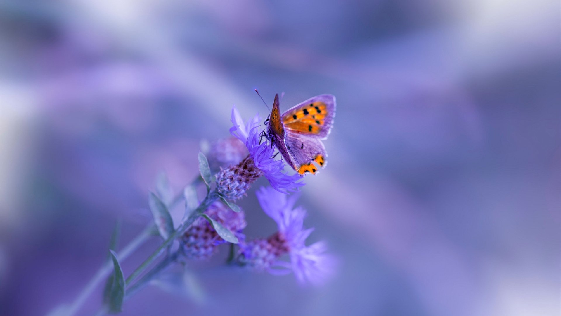 开云sport-太阳对阵广东队，英格拉姆化身赛场魔术师，一手导演国际篮球对话