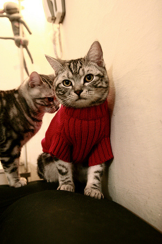 北京队力克黄蜂，哈利伯顿状态火热却难挽败局