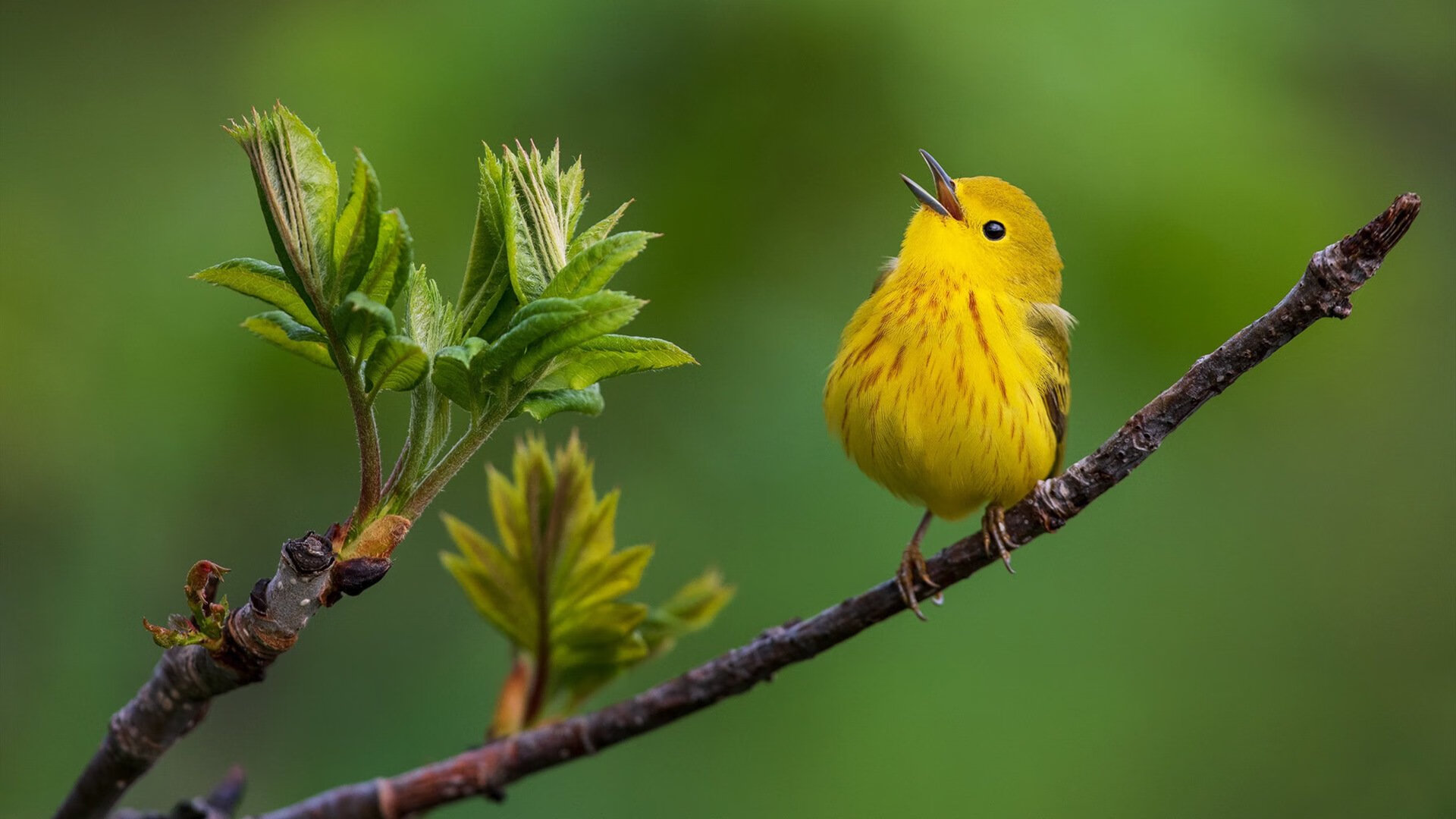 铁腰觉醒!若日尼奥加时制导,曼城险胜突尼斯创历史