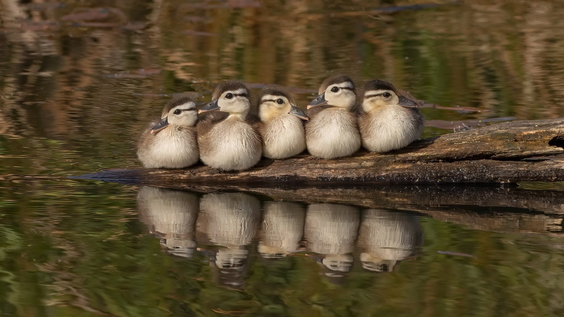 摩洛哥黑马撼动银河战舰，若日尼奥大师级调度点燃足球圣殿