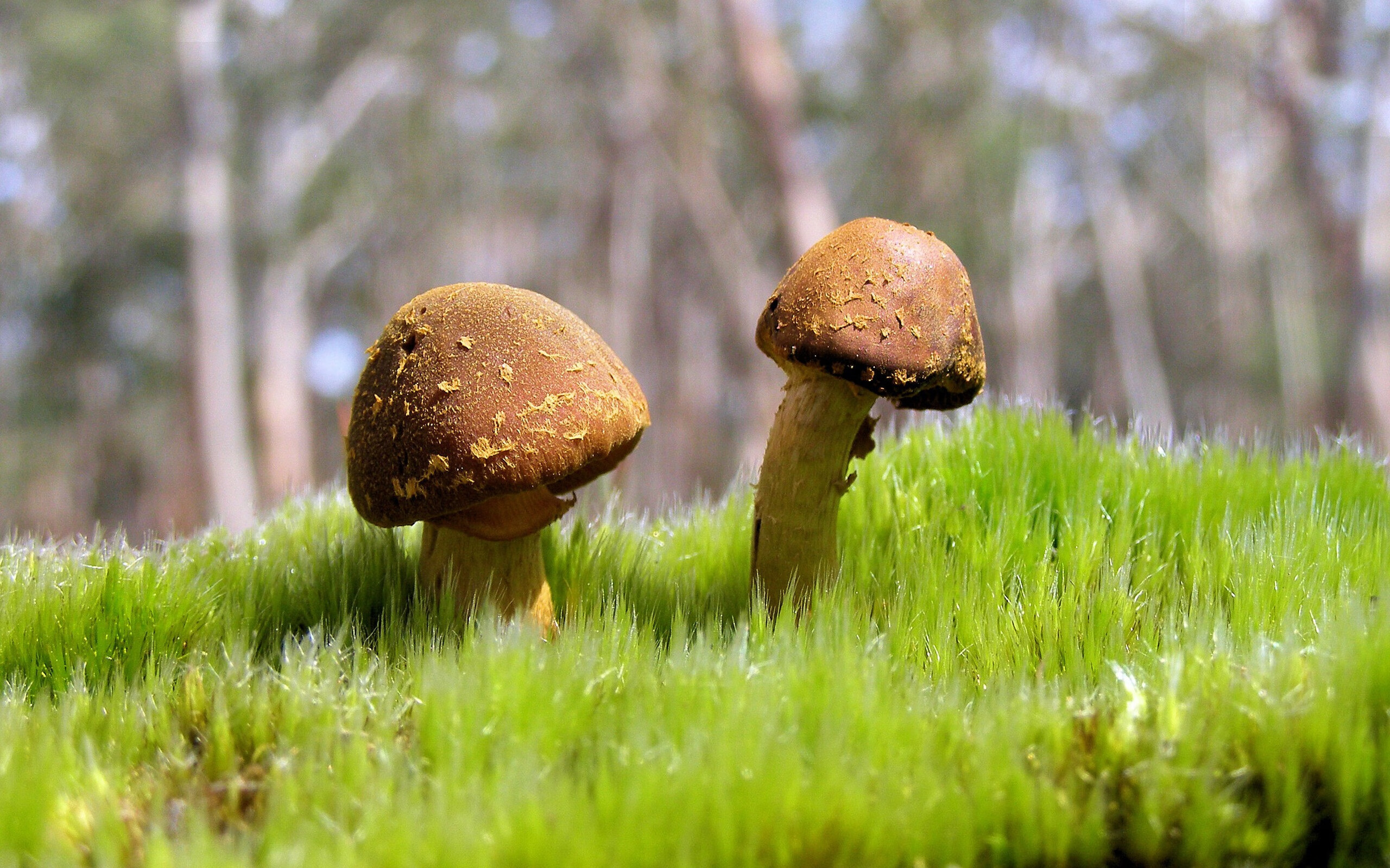 开云体育平台APP-睡美人苏醒，克莱一箭穿心，篮网夺冠征程斩落灰熊