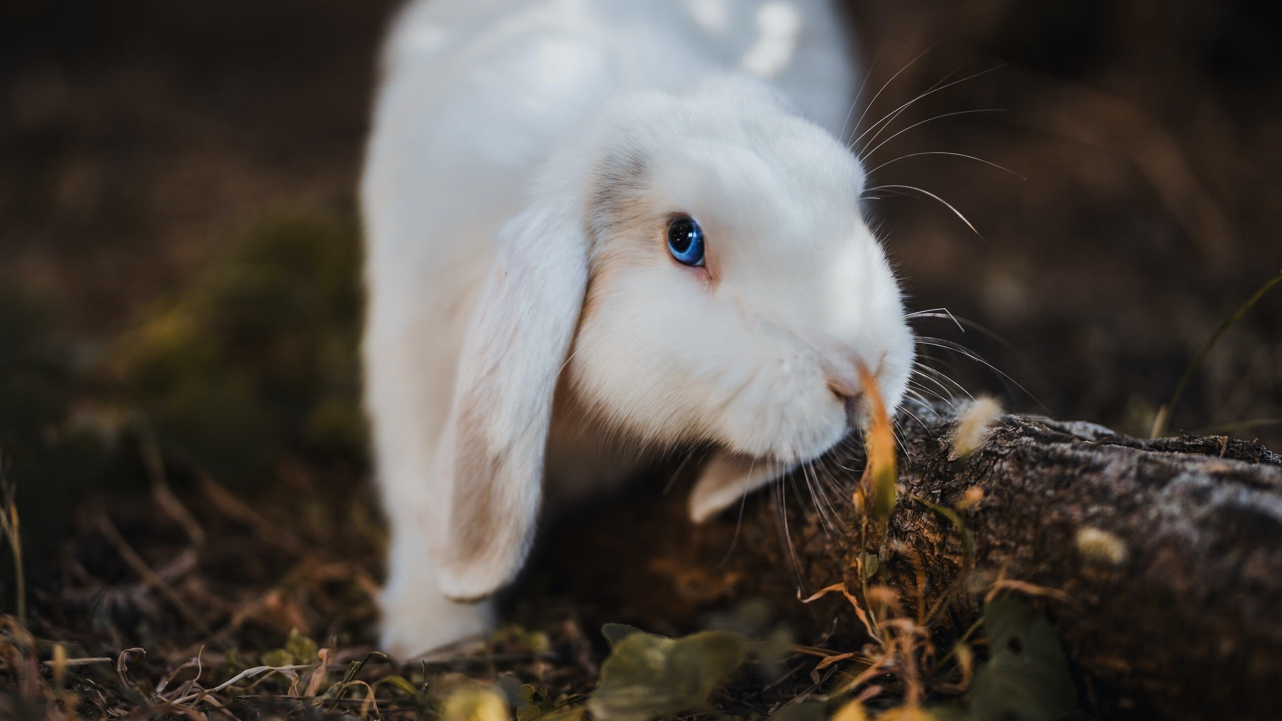 国际赛场的王，当克莱的三分雨浇灭上海滩的灯火
