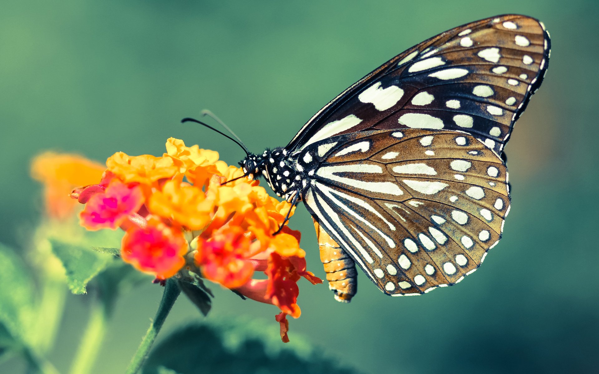 开云APP-本泽马独舞悬崖边!摩纳哥淘汰赛逆境击溃雷恩,传奇夜他再度封神