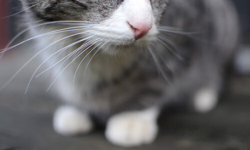 纬度冲突,当瑞士制霸洪都拉斯,苏亚雷斯在亚平宁接管比赛