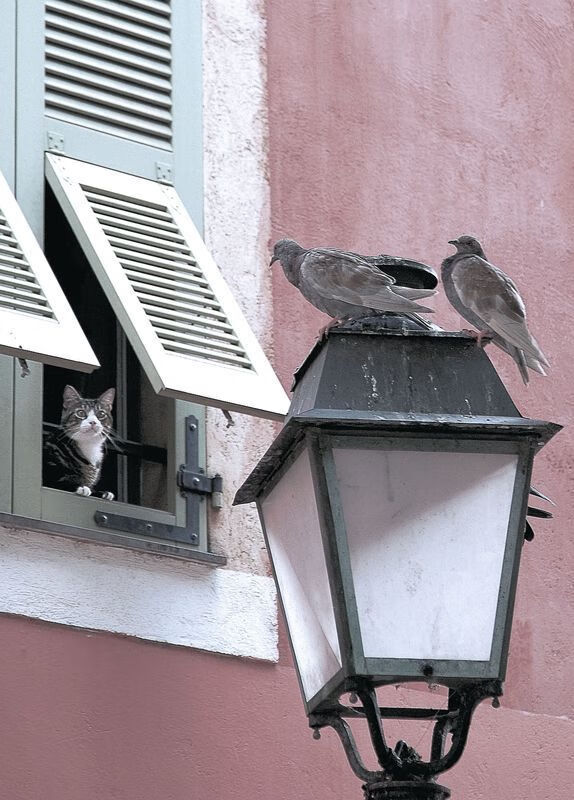 阿尔卑斯雪崩，尤文用意大利式铁壁粉碎美国梦