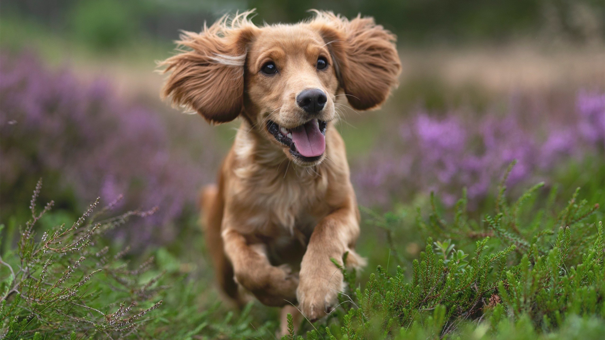 东决风暴眼,巴西赤道热浪一波流卷碎冰岛极地寒流