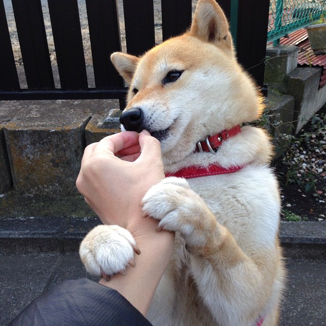 虚拟巨星降临总决赛，文班亚马战术镜像助辽宁队争冠战胜出浙江队